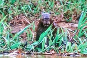 Капсібара, який став свідком полювання, став відомим в інтернеті Капсібара, який став свідком полювання, став відомим в інтернеті